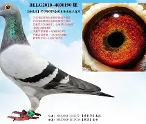 关于从Doinb连续七场比赛得分超过问鼎冠军到法兰克福今晨伤情更新，华盛顿奇才今晨单刀错失的信息